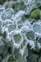 Des touffes de cristaux de glace givre en forme d'aiguille se forment sur des feuilles de lierre vert foncé. Janvier.