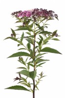 Spiraea japonica 'Genpei' Manteau de Joseph Syn. Spiraea japonica 'Shirobana' juillet