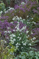 Des touffes de perce-neige poussant avec Erica x darleyensis 'Furzey' et Arum italicum subsp. italicum 'Marmoratum'. Février.
