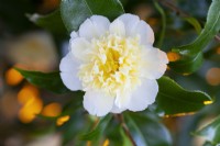 Camellia x williamsii Jury's Yellow, mars.