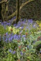 Bluebells espagnols, Hyacinthoides hispanica, Euphorbia griffithii 'Fireglow', divers Hostas et Tellima grandiflora dans un parterre de printemps