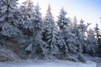 Un givre couvert d'épicéas dans une forêt d'hiver.