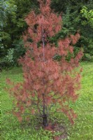 Pinus resinosa - jeune arbre de pin rouge mort de la maladie de la rouille en été.