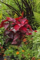 Solenostemon rouge cramoisi - Coleus, Tagetes orange - Souci, Zinnia rouge, Alternanthera 'Purple Prince', Hosta 'Shade Fanfare' dans un parterre de fleurs en été.
