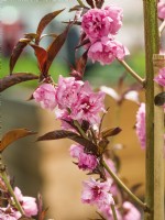 Prunus persica var. nucipersica, printemps avril