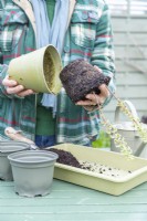 Femme retirant des boutures de Pelargonium du pot, exposant les racines