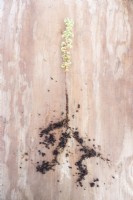 Pelargonium crispum variegatum coupant sur planche de bois avec racines exposées