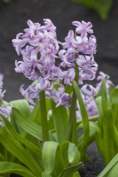 Hyacinthus orientalis 'Top Hit'. Avril