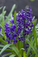 Hyacinthus orientalsi 'Blue Magic'. Avril