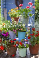 Pots avec fleurs annuelles affichés sur une échelle. Les plantes sont Impatiens, Pelargonium, Zinnia, Scaevola et Surfinia.