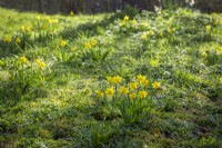Narcisse 'Tête à tête' poussant dans une pelouse de fleurs sauvages