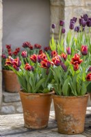 Groupe de pots exposés sur une table dans la cour. Tulipa 'Slawa' syn. Tulipa 'Muvota' et Tulipa 'Reine de la Nuit'
