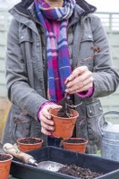 Femme plantant des boutures de sedum dans des pots individuels