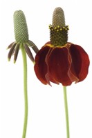 Ratibida columnifera f. pulcherrima 'Red Midget' Mexican Hat Prairie échinacée juillet