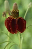 Ratibida columnifera f. pulcherrima 'Red Midget' Mexican Hat Prairie échinacée juillet