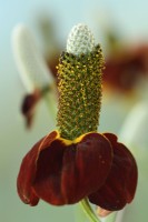Ratibida columnifera f. pulcherrima « Red Midget » Mexican Hat Prairie échinacée Août