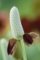 Ratibida columnifera f. pulcherrima « Red Midget » Mexican Hat Prairie échinacée Boutons floraux Août