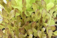 Lactuca sativa « Intred » Plants de laitue cultivés pour les feuilles de salade Juillet