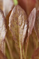 Lactuca sativa 'Intred' Plants de laitue cultivés pour les feuilles de salade Septembre