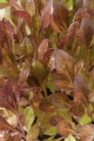 Lactuca sativa 'Intred' Plants de laitue cultivés pour les feuilles de salade Septembre