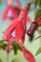 Fuchsia 'Son of Thumb' Fleur et fruit Octobre
