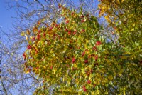 Les baies de Crataegus à— lavalleei 'Carrierei' - Épine hybride