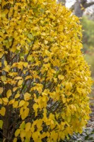 Carpinus betulus 'Columnaris Nana' - Charme - en couleur automnale