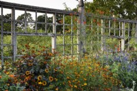 Écran en bois à l'arrière d'un parterre de fleurs planté de plantes vivaces de fin de saison, notamment d'héliopsis et de tagetes, au Parham House Garden en septembre