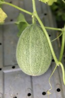 Cucumis melo - Melon Cantaloup Retato Degli Ortolani reposant sur un bac à graines pour rester à l'écart du sol