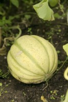 Melon - Cucumis melo Málaga