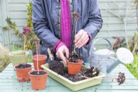 Femme plantant des boutures de Sedum 'Herbstfreude' enracinées dans des pots individuels