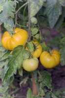 Solanum lycopersicum Orange allemande Fraise Tomate