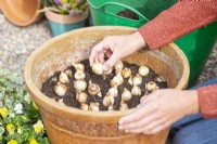 Femme plantant des bulbes de Narcisse 'Tête-à-Tête' dans un grand pot
