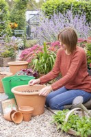 Femme plantant une couche de bulbes de Crocus sieberi 'Tricolor' dans un grand pot en terre cuite