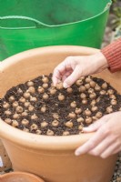 Femme plantant une couche de bulbes de Crocus sieberi 'Tricolor' dans un grand pot en terre cuite