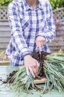 Femme utilisant un couteau de cuisine pour couper les racines du Carex en deux