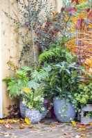 Pots plantés de Fatsia japonica 'Spiderweb', Skimmia 'Oberries White' et Rhododendrom 'Madame Masson' avec des feuilles d'automne éparpillées sur la terrasse en bois