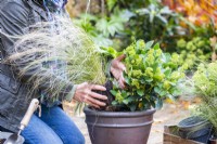 Femme plantant Stipa tenuissima 'Pony Tails' en pot avec Skimmia japonica 'Finchy'