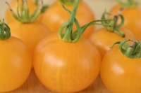 Solanum lycopersicum 'Golden Sunrise' Tomates cueillies Syn. Lycopersicon esculentum septembre