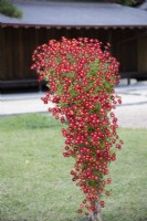 Chrysanthème rouge cultivé en pot et dont la forme évoque un pin puissant qui pousse dans la roche au bord d'une falaise. Cette technique est appelée Kengaigiku au Japon où l'image a été prise.