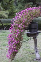 Chrysanthème mauve cultivé en pot et dont la forme évoque un pin puissant qui pousse dans la roche au bord d'une falaise. Cette technique est appelée Kengaigiku au Japon où l'image a été prise.