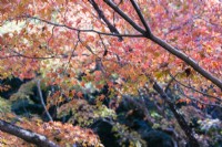 Acers rétro-éclairés aux couleurs d'automne dans le jardin de la vallée.