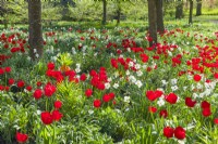 Plantation massive de Narcisses « Actaea » et de Tulipa « Apeldoorn » (tulipe hybride de Darwin) poussant sous de jeunes érables champêtres. Avril.