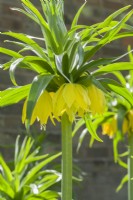 Fritillaria Imperialis 'Double Yellow'. Gros plan d'une forme double rare de couronne impériale. Avril
