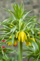 Fritillaria Imperialis 'Double Yellow'. Gros plan d'une rare forme double jaune de Crown Imperial. Avril