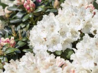 Rhododendron yakushimanum Marietta, printemps mai