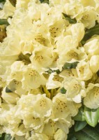 Rhododendron yakushimanum Lucinda, printemps mai