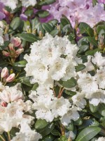 Rhododendron yakushimanum Marietta, printemps mai