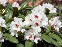 Rhododendron yakushimanum Eutiner Symphonie, printemps mai