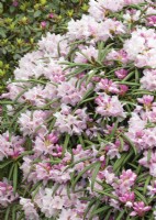 Rhododendron makinoi, printemps mai